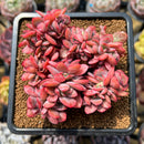 Echeveria 'Luella' Crested 2" Succulent Plant Cutting