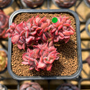 Echeveria 'Luella' Crested 2" Succulent Plant Cutting
