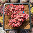 Echeveria 'Luella' Crested 2" Succulent Plant Cutting