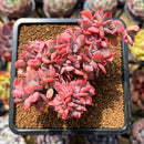 Echeveria 'Luella' Crested 2" Succulent Plant Cutting