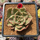 Echeveria 'Hermione' Variegated 2"-3" Succulent Plant Cutting