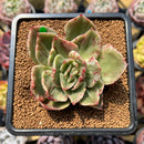 Echeveria 'Hermione' Variegated 2"-3" Succulent Plant Cutting