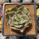 Echeveria 'Hermione' Variegated 2"-3" Succulent Plant Cutting