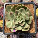 Echeveria 'Hermione' Variegated 2"-3" Succulent Plant Cutting