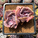 Echeveria 'Valkyrie' 2" Succulent Plant Cutting