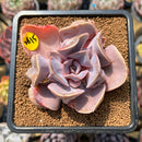 Echeveria 'Valkyrie' 2" Succulent Plant Cutting
