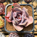 Echeveria 'Valkyrie' 2" Succulent Plant Cutting