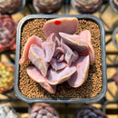Echeveria 'Valkyrie' 2" Succulent Plant Cutting