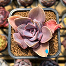 Echeveria 'Valkyrie' 2" Succulent Plant Cutting