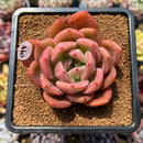 Echeveria 'Pink Champaign' 2"-3" Succulent Plant Cutting