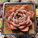 Echeveria 'Pink Champaign' 2"-3" Succulent Plant Cutting