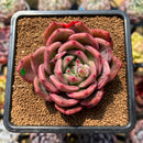 Echeveria 'Pink Champaign' 2"-3" Succulent Plant Cutting