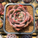 Echeveria 'Pink Champaign' 2"-3" Succulent Plant Cutting