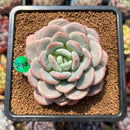 Echeveria 'Ice Cream' 2" Succulent Plant Cutting