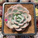 Echeveria 'Ice Cream' 2" Succulent Plant Cutting