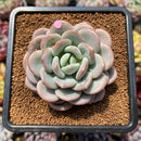 Echeveria 'Ice Cream' 2" Succulent Plant Cutting