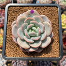Echeveria 'Ice Cream' 2" Succulent Plant Cutting