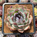 Echeveria Hybrid sp. 3"-4" Flower Village Original Hybrid Succulent Plant Cutting
