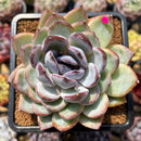 Echeveria Hybrid sp. 3"-4" Flower Village Original Hybrid Succulent Plant Cutting