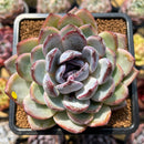 Echeveria Hybrid sp. 3"-4" Flower Village Original Hybrid Succulent Plant Cutting