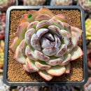 Echeveria Hybrid sp. 3"-4" Flower Village Original Hybrid Succulent Plant Cutting