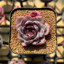 Echeveria 'Black Raccoon' Hybrid 1"-2" Flower Village Original Hybrid Succulent Plant Cutting