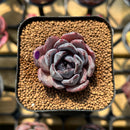 Echeveria 'Black Raccoon' Hybrid 1"-2" Flower Village Original Hybrid Succulent Plant Cutting
