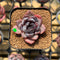 Echeveria 'Black Raccoon' Hybrid 1"-2" Flower Village Original Hybrid Succulent Plant Cutting