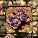 Echeveria 'Black Raccoon' Hybrid 1"-2" Flower Village Original Hybrid Succulent Plant Cutting
