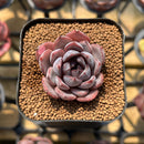 Echeveria 'Black Raccoon' Hybrid 1"-2" Flower Village Original Hybrid Succulent Plant Cutting