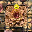 Echeveria 'Black Queen' Hybrid Selected Clone 2" Flower Village Original Hybrid Succulent Plant Cutting