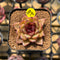 Echeveria 'Black Queen' Hybrid Selected Clone 2" Flower Village Original Hybrid Succulent Plant Cutting