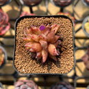 Echeveria 'Black Queen' Hybrid Selected Clone 2" Flower Village Original Hybrid Succulent Plant Cutting