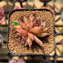 Echeveria 'Black Queen' Hybrid Selected Clone 2" Flower Village Original Hybrid Succulent Plant Cutting
