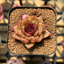 Echeveria 'Black Queen' Hybrid Selected Clone 2" Flower Village Original Hybrid Succulent Plant Cutting