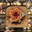 Echeveria 'Black Queen' Hybrid Selected Clone 2" Flower Village Original Hybrid Succulent Plant Cutting