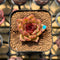 Echeveria 'Black Queen' Hybrid Selected Clone 2" Flower Village Original Hybrid Succulent Plant Cutting