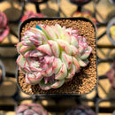 Echeveria 'My Heart' 2" Succulent Plant Cutting