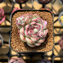 Echeveria 'My Heart' 2" Succulent Plant Cutting