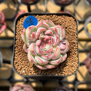 Echeveria 'My Heart' 2" Succulent Plant Cutting