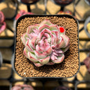 Echeveria 'My Heart' 2" Succulent Plant Cutting