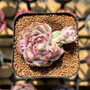 Echeveria 'My Heart' 2" Succulent Plant Cutting