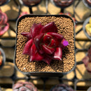 Echeveria Agavoides 'Luming' 2" Succulent Plant Cutting