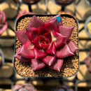 Echeveria Agavoides 'Luming' 2" Succulent Plant Cutting