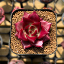 Echeveria Agavoides 'Luming' 2" Succulent Plant Cutting