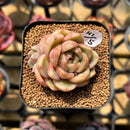 Echeveria 'Charmander' 2" Flower Village Original Hybrid Succulent Plant Cutting