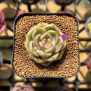 Echeveria 'Charmander' 2" Flower Village Original Hybrid Succulent Plant Cutting
