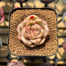 Echeveria 'Charmander' 2" Flower Village Original Hybrid Succulent Plant Cutting