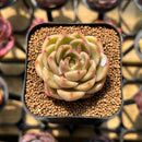Echeveria 'Charmander' 2" Flower Village Original Hybrid Succulent Plant Cutting