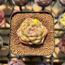 Echeveria 'Charmander' 2" Flower Village Original Hybrid Succulent Plant Cutting